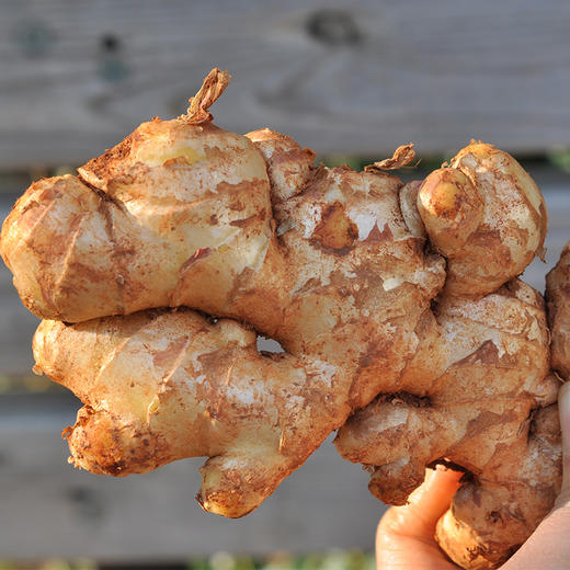 云南农家自种小黄姜自然生态嫩姜3斤5斤包邮姜味浓郁