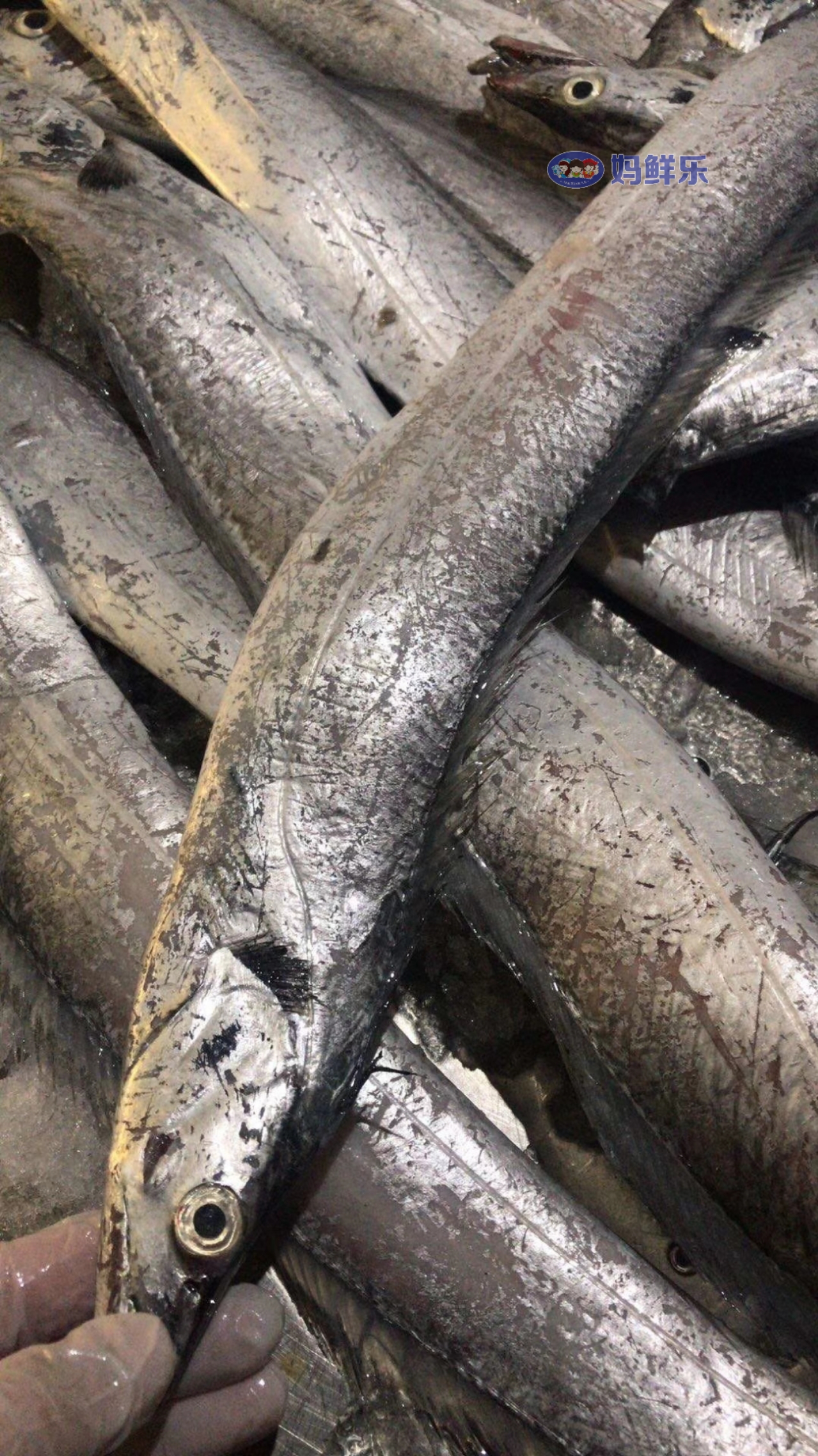 野生黑眼带鱼新鲜捕捞杀好急冻锁住营养每份杀前净重约500克帮杀好去