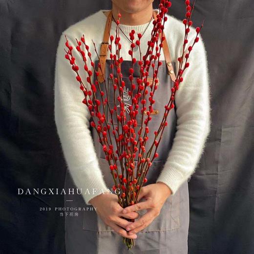 【 AB级银柳.都在这】10支/份.长约60-70cm（买两份送白色小花瓶1个） 商品图7