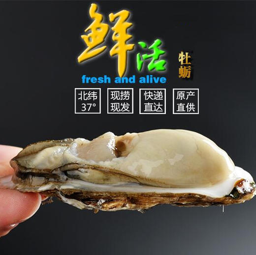 海阳乳山生蚝 4.5斤装 购买前请看详情 商品图7