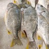 冰鲜黄翅鱼 /条 商品缩略图3