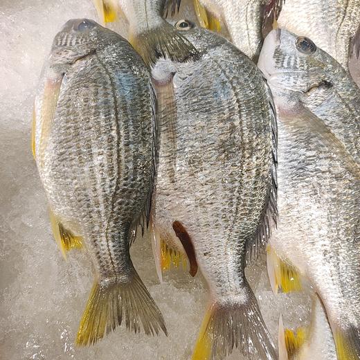 冰鲜黄翅鱼 /条 商品图3