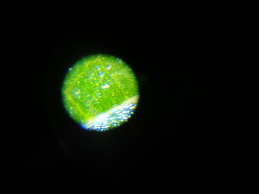 日本kenko肯高便携显微镜STV-7多功能户外儿童探险工具放大镜单筒望远镜罗盘 商品图7
