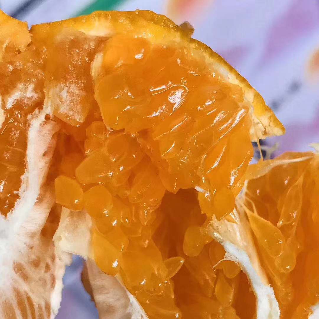 一切都等到你的最佳状态【春见耙耙柑】肉质细嫩甜度极高口感极好