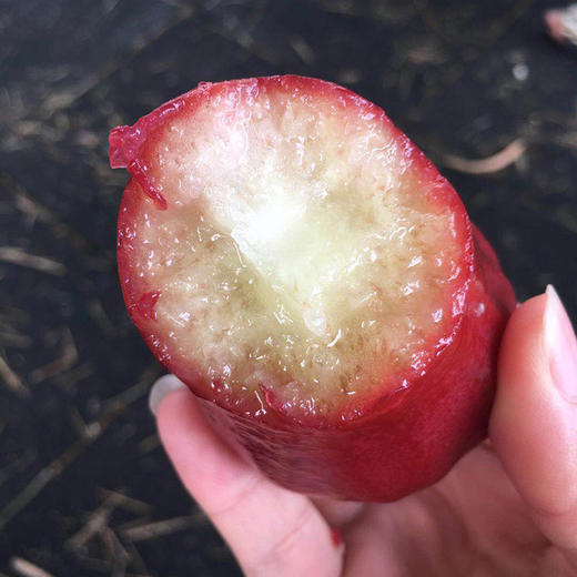 海南黑金刚莲雾 3斤 商品图2