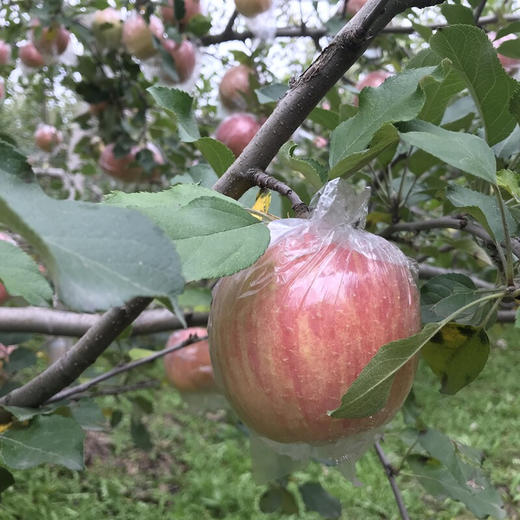 山西 红富士苹果 果型端正高桩 果色鲜艳 果肉白色 口感香脆甜爽 新鲜水果 当季冰糖心 山西苹果水果 商品图3