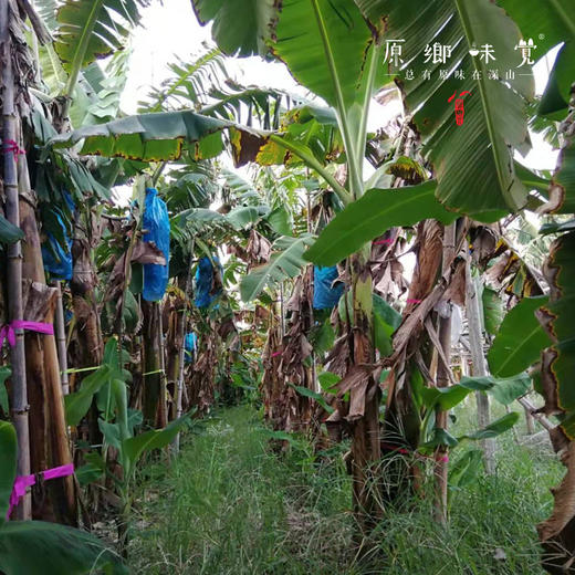 生态黄、红皮香蕉（基地直发-申通包邮）| 5斤装，来自福建漳州，生产者：戴胜利【合作生产，公平贸易】 商品图7