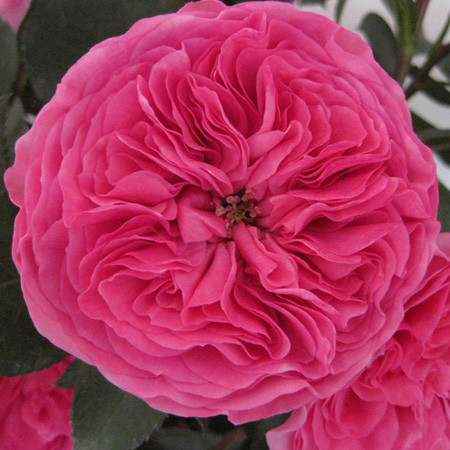 闪购进口哥伦比亚花园玫瑰男爵夫人12枝江浙沪皖顺丰包邮