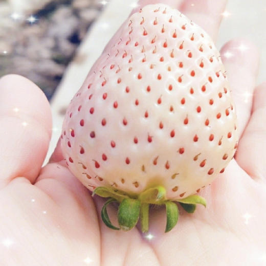 【初恋的蜜雪白草莓】白色恋人草莓,11颗大果/盒约300g,仅发上海,日本