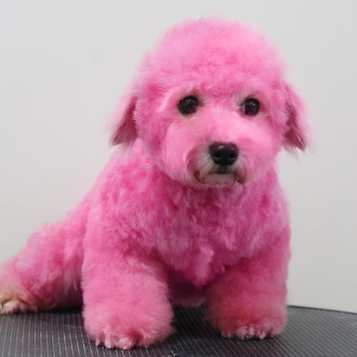 宠物染色香波 500ml OPAWZ小爪印 商品图7