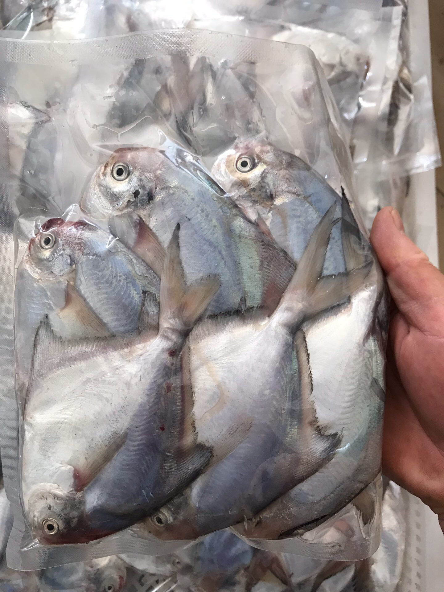 青岛野生鲳鱼五斤装