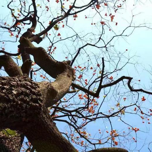 【产地直发包邮】小农守艺—青州古法柿饼500g 商品图3