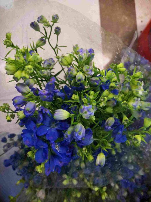 配花-本地小飞燕-蓝色 商品图0