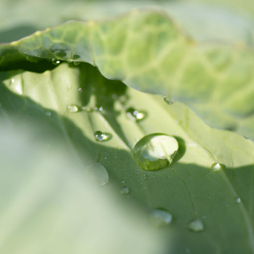 扁平卷心菜 Flat cabbage 商品图2