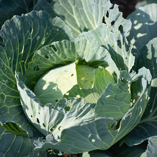 扁平卷心菜 Flat cabbage 商品图1
