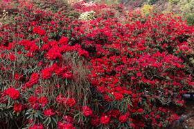 4月7日确定出发贵州·黔西南山水风光、百里杜鹃、浪漫花海3天摄影