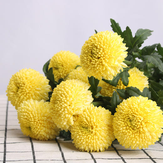 乒乓菊·黄色 商品图0