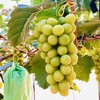 女皇葡萄，生态无药残种植，孕婴人群也可放心食用。独有沁人心脾的浓郁香气，甜度超高，口感超棒！ 商品缩略图1