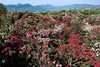 （春）大别山杜鹃、洛阳牡丹花、老君山、南太行郭亮村、挂壁公路、红旗渠、林州太行山大峡谷、太行梯田、东太行百里画廊9天 商品缩略图2