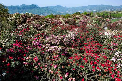 （春）大别山杜鹃、洛阳牡丹花、老君山、南太行郭亮村、挂壁公路、红旗渠、林州太行山大峡谷、太行梯田、东太行百里画廊9天 商品图2