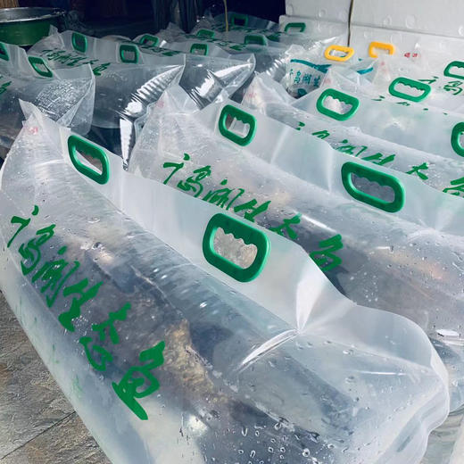 5斤,拿到还是活蹦乱跳的,千岛湖胖头鱼没有土腥味,鱼体壮硕圆润有活力