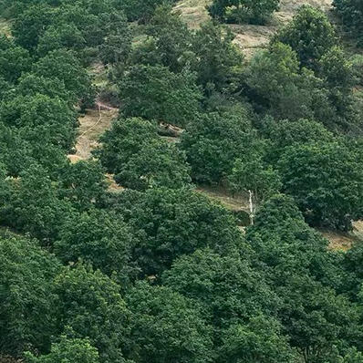 农家甘甜橄榄1斤装 商品图2