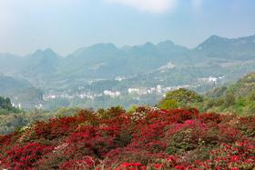 贵州·百里杜鹃，乌蒙大草原，青岩古镇4天摄影