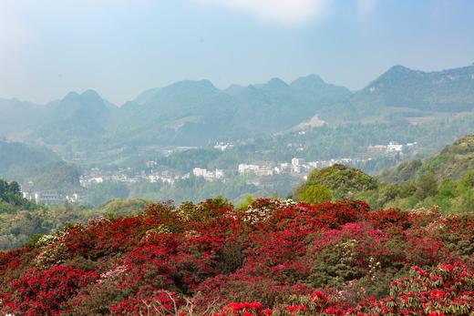 3月27日确定出发贵州·百里杜鹃，乌蒙大草原，青岩古镇4天摄影 商品图1