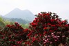 （春）大别山杜鹃、洛阳牡丹花、老君山、南太行郭亮村、挂壁公路、红旗渠、林州太行山大峡谷、太行梯田、东太行百里画廊9天 商品缩略图3