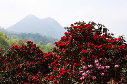 （春）大别山杜鹃、洛阳牡丹花、老君山、南太行郭亮村、挂壁公路、红旗渠、林州太行山大峡谷、太行梯田、东太行百里画廊9天 商品图3