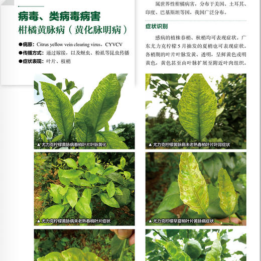 新编柑橘病虫害诊断与防治图鉴 商品图3