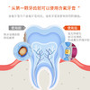 健康牙齿呵护成人儿童牙膏防蛀去异味保护牙釉质口腔清洁 商品缩略图3
