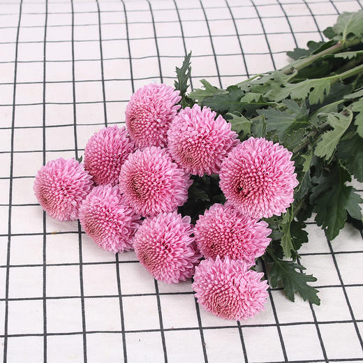 乒乓菊粉色