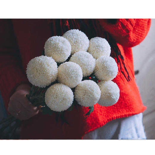 【周四秒杀】白色/粉色乒乓菊49.8元 商品图0