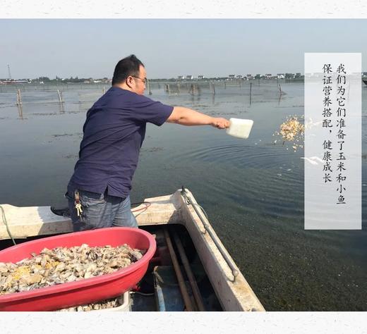 2025年 -阳澄湖顺丰直发 【阳澄湖大闸蟹】 下单默认全母 商品图2