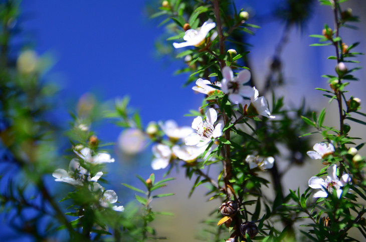 松红梅精油麦卢卡新西兰野生护肤抗の菌呼吸道心灵能の量