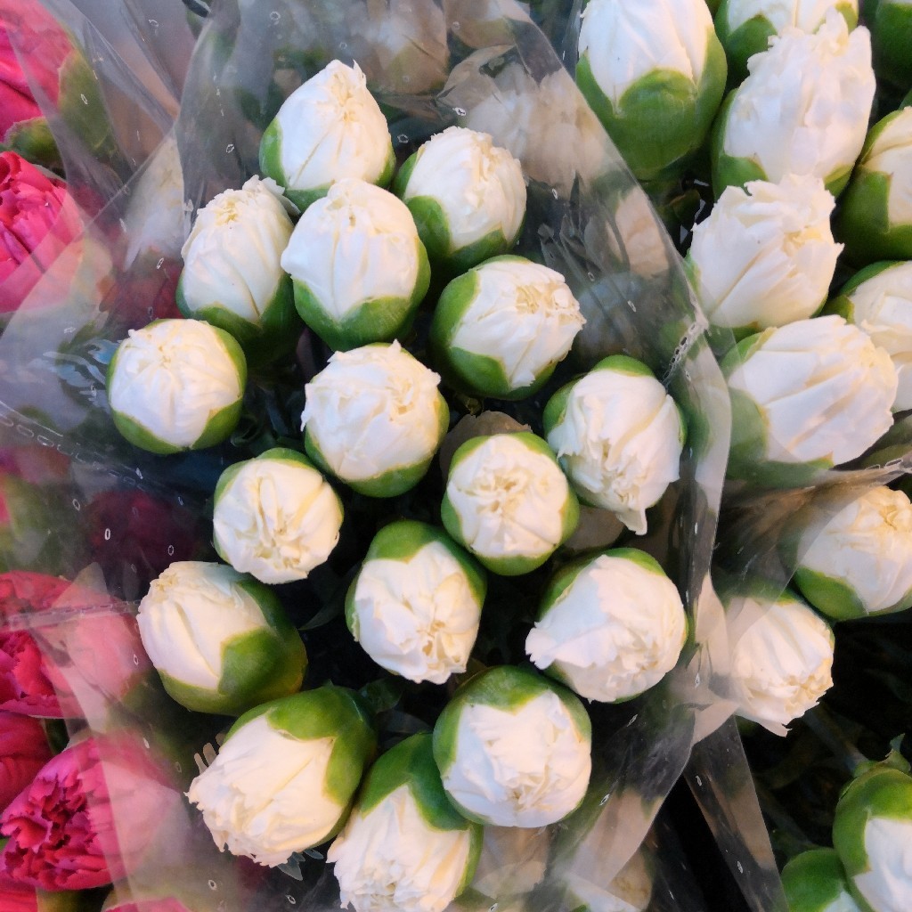 单头康乃馨DAN-白雪公主-18-20支