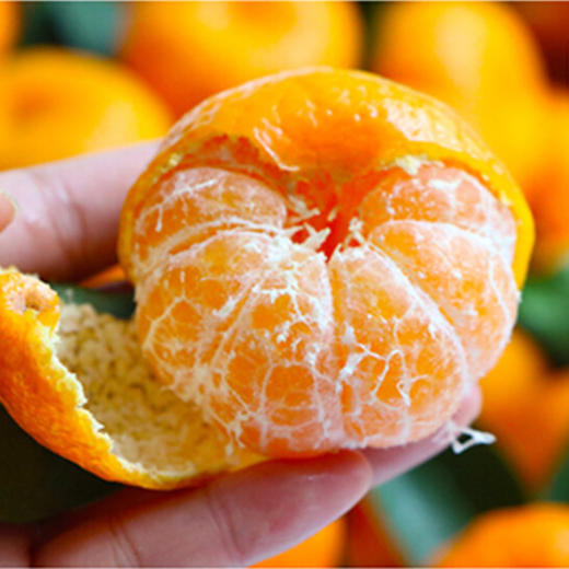 广西砂糖橘 商品图4