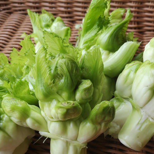 儿菜 500g 商品图0