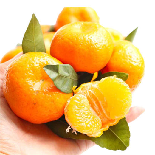 广西砂糖橘 商品图3