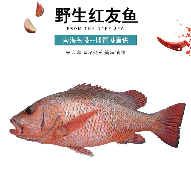 博賀港紅友魚肉多刺少魚香味美清蒸香煎味佳