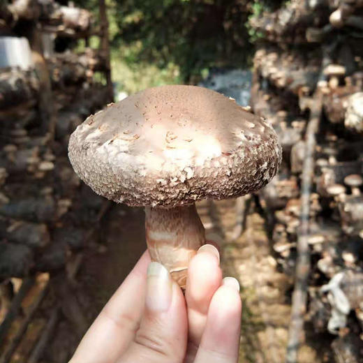 西峡无根香菇 味道鲜美 营养丰富 含有多种氨基酸和维生素 素有"植物