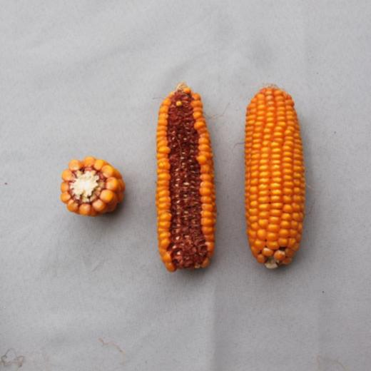 N8924自交系 商品图0