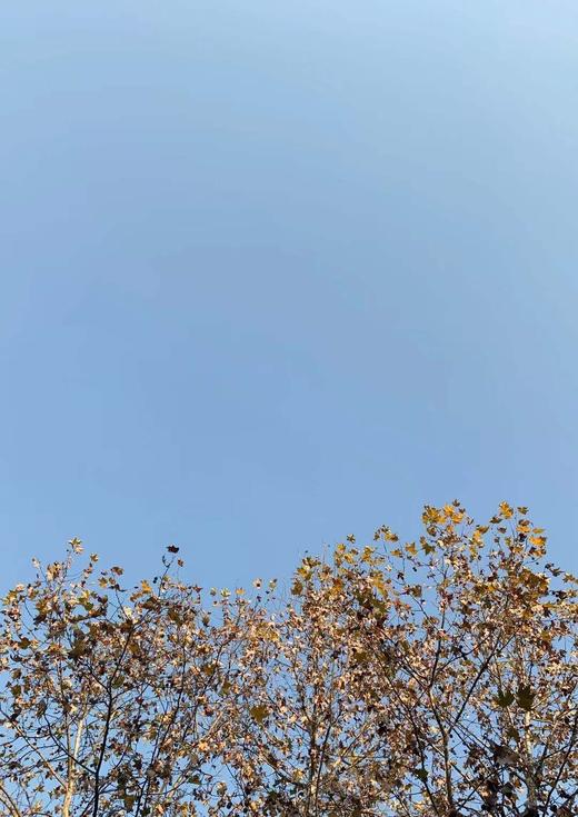 我赞至尊WIP 商品图0