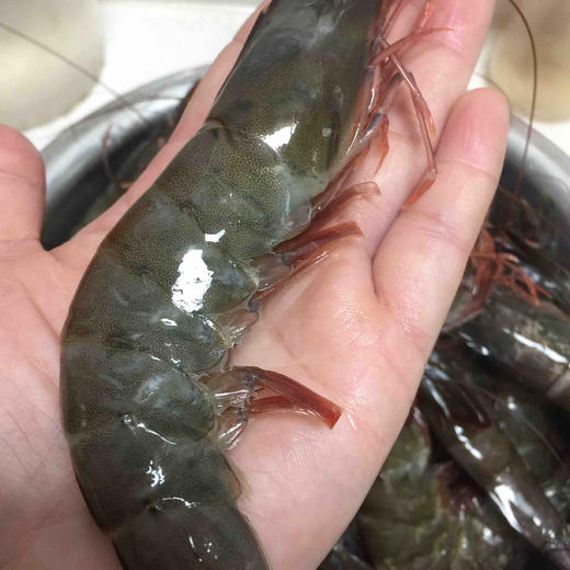 马来虾皇15kg活冻生虾08个头超大有一只手掌大味鲜嫩弹壳薄虾肥只卖