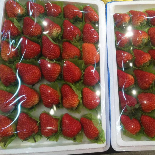 丹东99草莓 商品图5