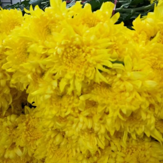菊花-黄菊-10枝/扎 商品图0