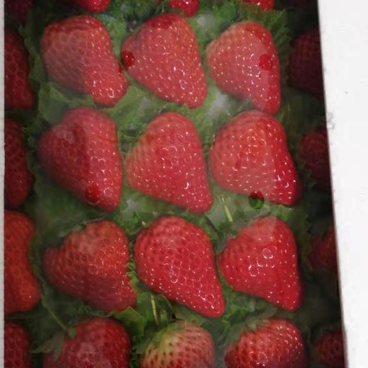 丹东99草莓 商品图4