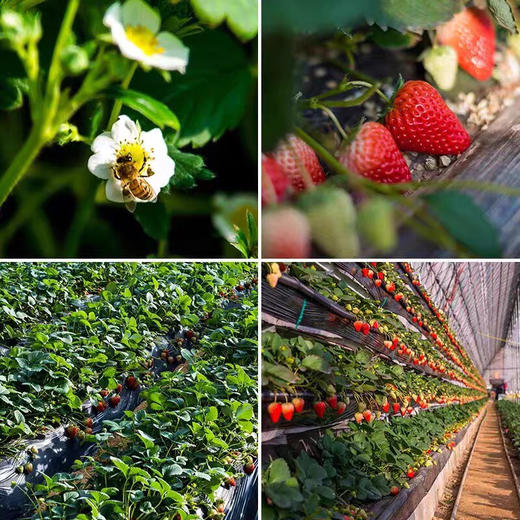 丹东99草莓 商品图2