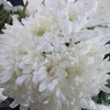 菊花-白菊-10枝/扎 商品缩略图0